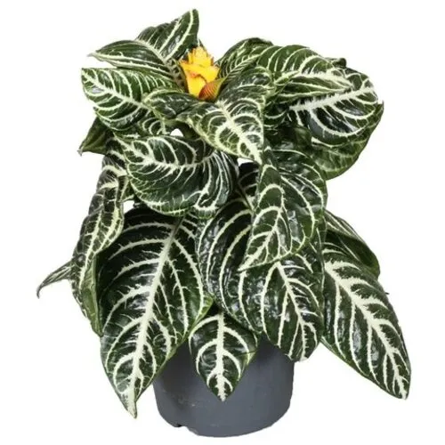 JUNAVERA Aphelandra squarrosa 'Dania' | Zebraplant | 13 cm pot | 35 cm