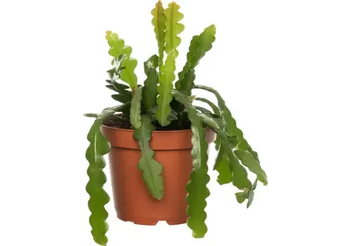 JUNAVERA Epiphyllum anguliger | 12 cm pot | 25 cm hoog