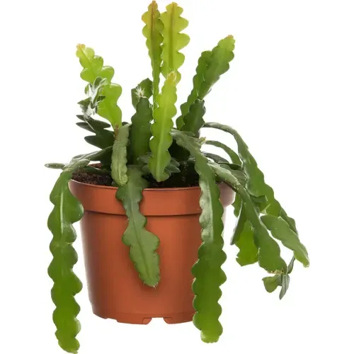 JUNAVERA Epiphyllum anguliger | 12 cm pot | 25 cm hoog