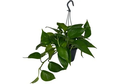 JUNAVERA Epipremnum pinnatum | 17 cm hangpot