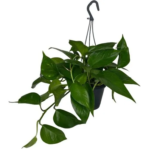 JUNAVERA Epipremnum pinnatum | 17 cm hangpot
