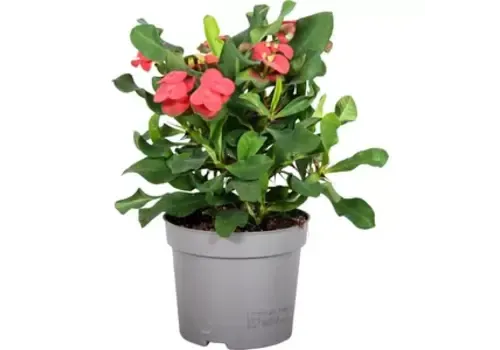 JUNAVERA Euphorbia milii Vulcanus | 12 cm pot | 22 cm hoog