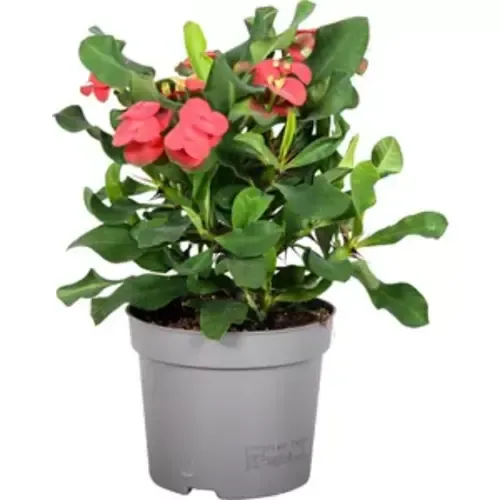 JUNAVERA Euphorbia milii Vulcanus | 12 cm pot | 22 cm hoog