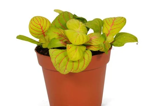 JUNAVERA Fittonia Bubble Green | 8,5 cm pot | 12 cm hoog