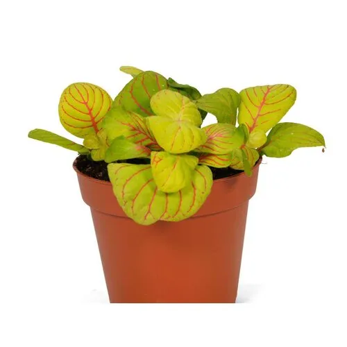 JUNAVERA Fittonia Bubble Green | 8,5 cm pot | 12 cm hoog