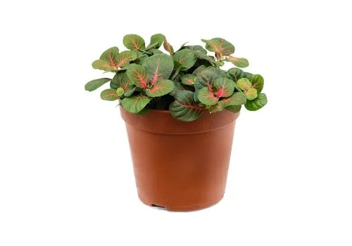 JUNAVERA Fittonia Bubble Red | 8,5 cm pot | ca. 10 cm hoog