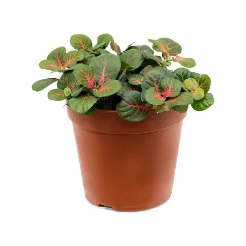 JUNAVERA Fittonia Bubble Red | 8,5 cm pot | ca. 10 cm hoog