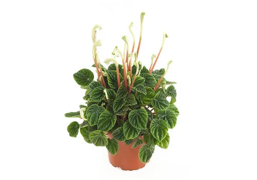 JUNAVERA Peperomia caperata 'Lilian' | 12 cm pot | 25 cm hoog