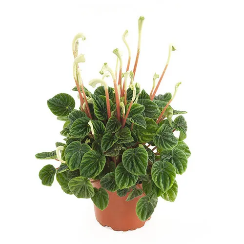 JUNAVERA Peperomia caperata 'Lilian' | 12 cm pot | 25 cm hoog