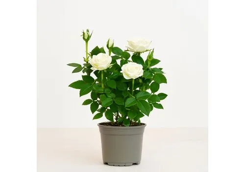 JUNAVERA Rosa Alaska Kordana | witte dwergroos | pot 10,5 cm | 25 cm hoog