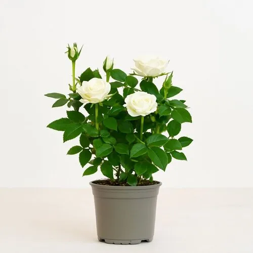 JUNAVERA Rosa Alaska Kordana | witte dwergroos | pot 10,5 cm | 25 cm hoog