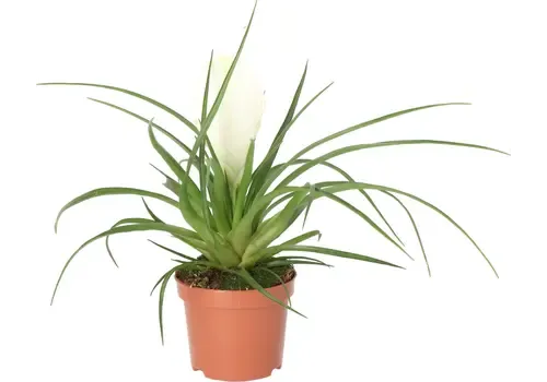 JUNAVERA Tillandsia cyanea 'Biancini' 9 cm pot | 25 cm