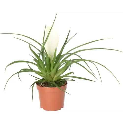JUNAVERA Tillandsia cyanea 'Biancini' 9 cm pot | 25 cm