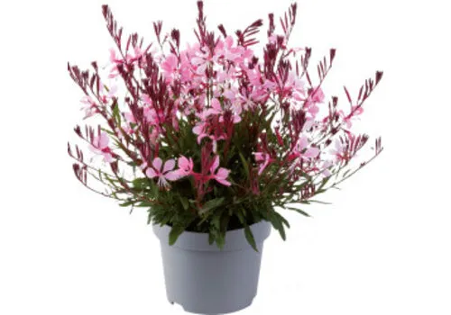 JUNAVERA Gaura lindheimeri mix kleuren | 17 cm pot | ca. 30 tot 40 cm hoog | per stuk