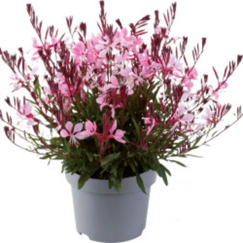 JUNAVERA Gaura lindheimeri mix kleuren | 17 cm pot | ca. 30 tot 40 cm hoog | per stuk