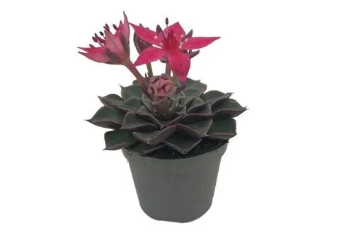 JUNAVERA Graptopetalum bellum | 6 cm pot | ca. 5 cm hoog