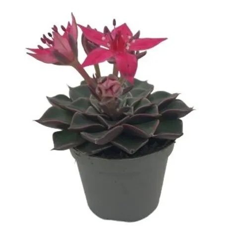 JUNAVERA Graptopetalum bellum | 6 cm pot | ca. 5 cm hoog