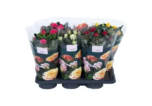 JUNAVERA Rosa Palace | diverse kleuren | 40 cm hoog | 17 cm pot | per stuk