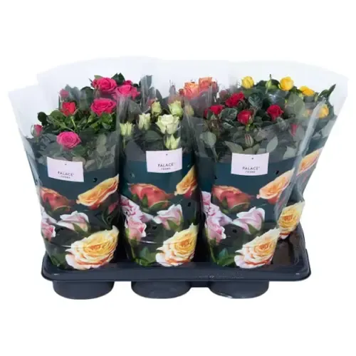 JUNAVERA Rosa Palace | diverse kleuren | 40 cm hoog | 17 cm pot | per stuk