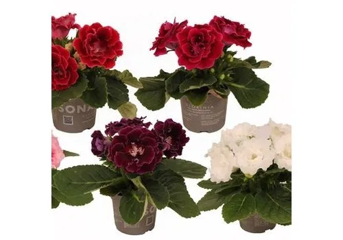 JUNAVERA Sinningia Sonata diverse kleuren | 13 cm pot | ca. 20 cm hoog | verkoop per stuk