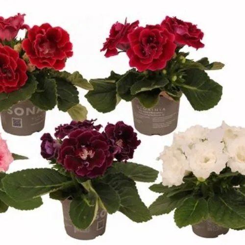 JUNAVERA Sinningia Sonata diverse kleuren | 13 cm pot | ca. 20 cm hoog | verkoop per stuk