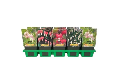 JUNAVERA Dicentra spectabilis gemengde kleuren | Verkoop per stuk | 10 tot 20 cm hoog | 11 cm pot