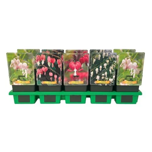 JUNAVERA Dicentra spectabilis gemengde kleuren | Verkoop per stuk | 10 tot 20 cm hoog | 11 cm pot