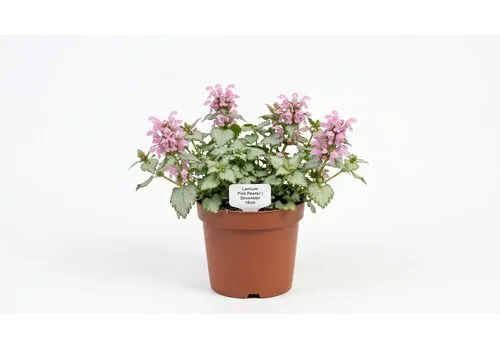 JUNAVERA Lamium maculatum 'Pink Pewter' | Dovenetel | ca. 10 tot 15 cm hoog | 15 cm pot