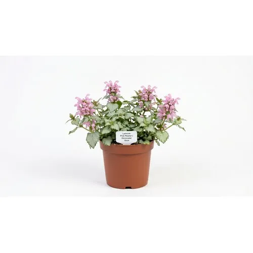 JUNAVERA Lamium maculatum 'Pink Pewter' | Dovenetel | ca. 10 tot 15 cm hoog | 15 cm pot