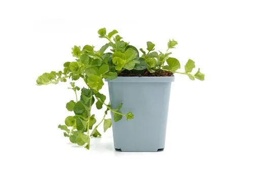 JUNAVERA Lysimachia nummularia | Penningkruid | 5 tot 10 cm hoog | 10 cm pot