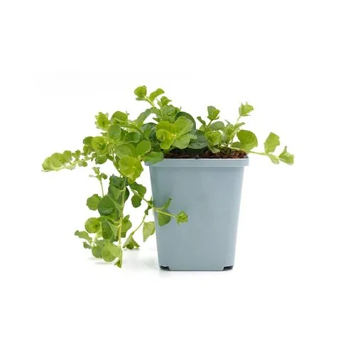 JUNAVERA Lysimachia nummularia | Penningkruid | 5 tot 10 cm hoog | 10 cm pot