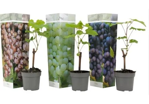 PatioPlant Vitis vinifera druivenmix | rode en witte druiven | ca. 25 tot 40 cm hoog | 10,5 cm pot | per stuk