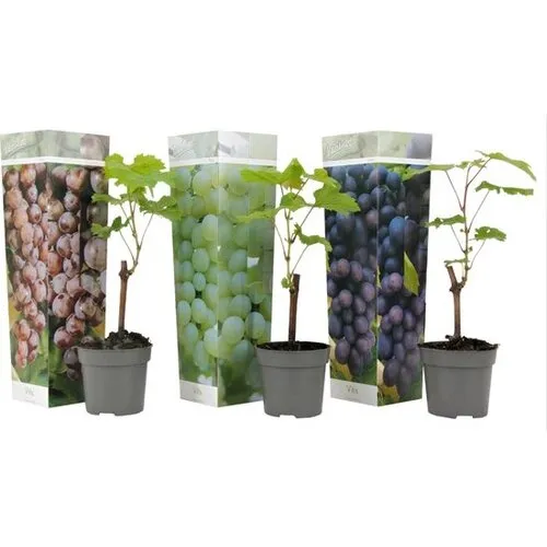 PatioPlant Vitis vinifera druivenmix | rode en witte druiven | ca. 25 tot 40 cm hoog | 10,5 cm pot | per stuk