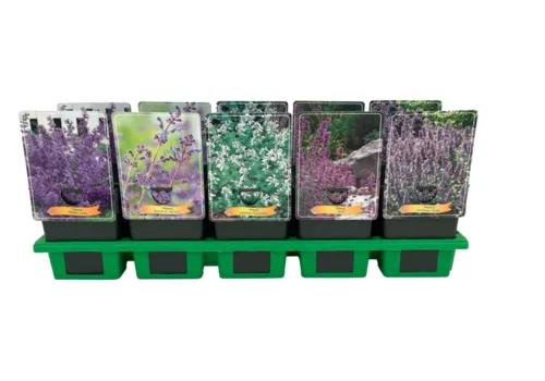 JUNAVERA Nepeta mix | diverse soorten en kleuren | 11 cm pot | verkoop per stuk