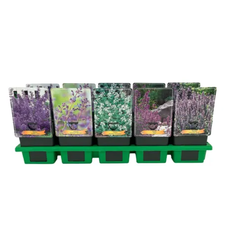 JUNAVERA Nepeta mix | diverse soorten en kleuren | 11 cm pot | verkoop per stuk