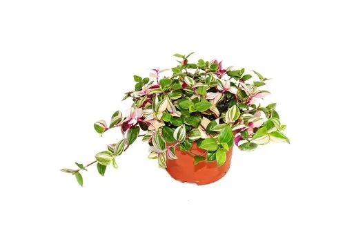 JUNAVERA Tradescantia fluminensis 'Quadricolor' | 12 cm pot | 25 cm hoog