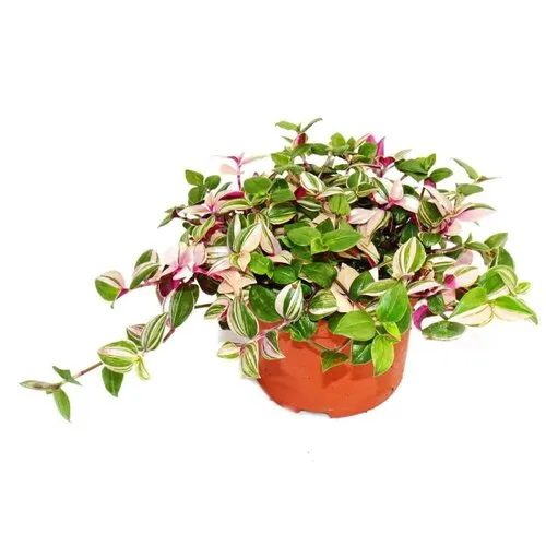 JUNAVERA Tradescantia fluminensis 'Quadricolor' | 12 cm pot | 25 cm hoog