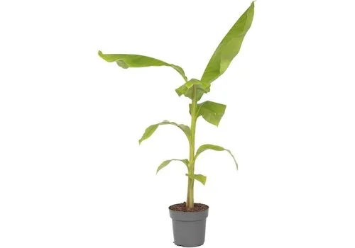 JUNAVERA Musa basjoo | winterharde bananenplant | minimaal 55 cm hoog | 17 cm pot