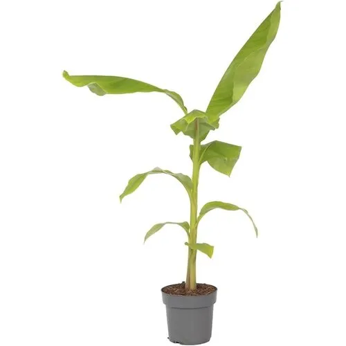 JUNAVERA Musa basjoo | winterharde bananenplant | minimaal 55 cm hoog | 17 cm pot