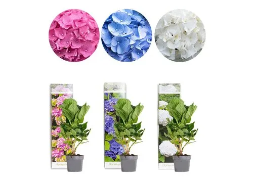 JUNAVERA Hydrangea macrophylla gemengde kleuren | Verkoop per stuk | 15 tot 25 cm hoog | 9 cm pot