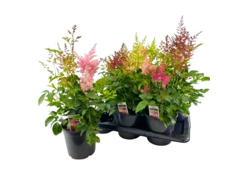 JUNAVERA Astilbe gemengde kleuren | Per stuk | 15 cm pot | minimaal 55 cm hoog