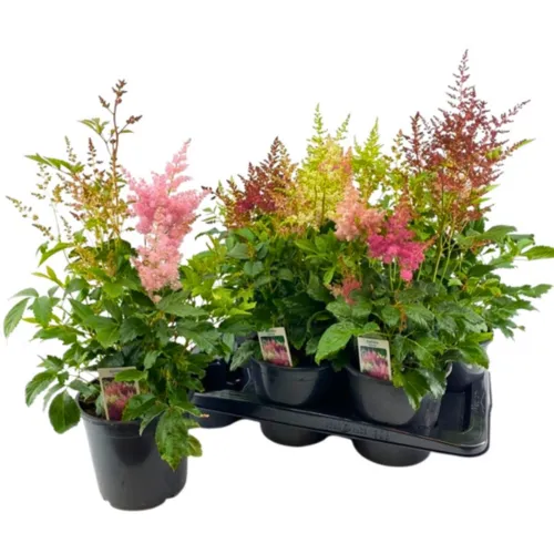 JUNAVERA Astilbe gemengde kleuren | Per stuk | 15 cm pot | minimaal 55 cm hoog