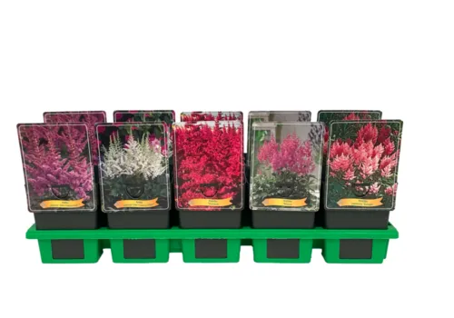 JUNAVERA Astilbe gemengde kleuren | 11 cm pot | seizoensafhankelijke hoogte | Verkoop per stuk