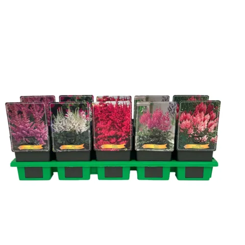 JUNAVERA Astilbe gemengde kleuren | 11 cm pot | seizoensafhankelijke hoogte | Verkoop per stuk