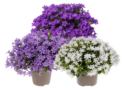 JUNAVERA Campanula gemengde kleuren en soorten | 11 cm pot | ca. 15 cm hoog | Per stuk