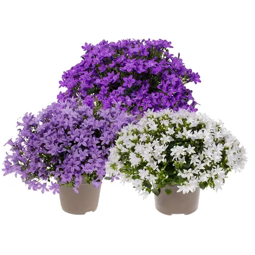JUNAVERA Campanula gemengde kleuren en soorten | 11 cm pot | ca. 15 cm hoog | Per stuk