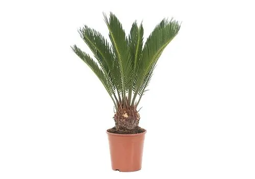 JUNAVERA Cycas revoluta | 12 cm pot | 45 cm hoog | kuipplant