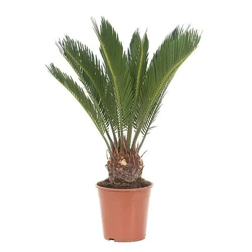 JUNAVERA Cycas revoluta | 12 cm pot | 45 cm hoog | kuipplant
