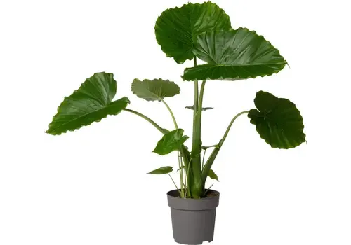 JUNAVERA Alocasia gageana | 21 cm pot | 90 cm hoog