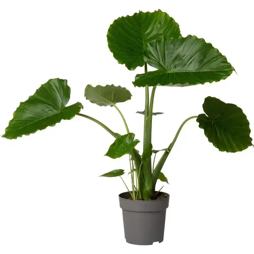 JUNAVERA Alocasia gageana | 21 cm pot | 90 cm hoog